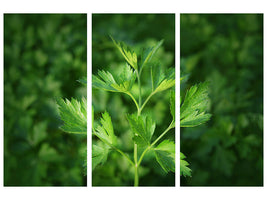 3-piece-canvas-print-fresh-parsley