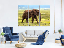 3-piece-canvas-print-gorgeous-elephant