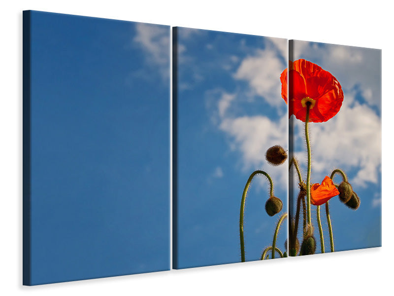 3-piece-canvas-print-gorgeous-poppy