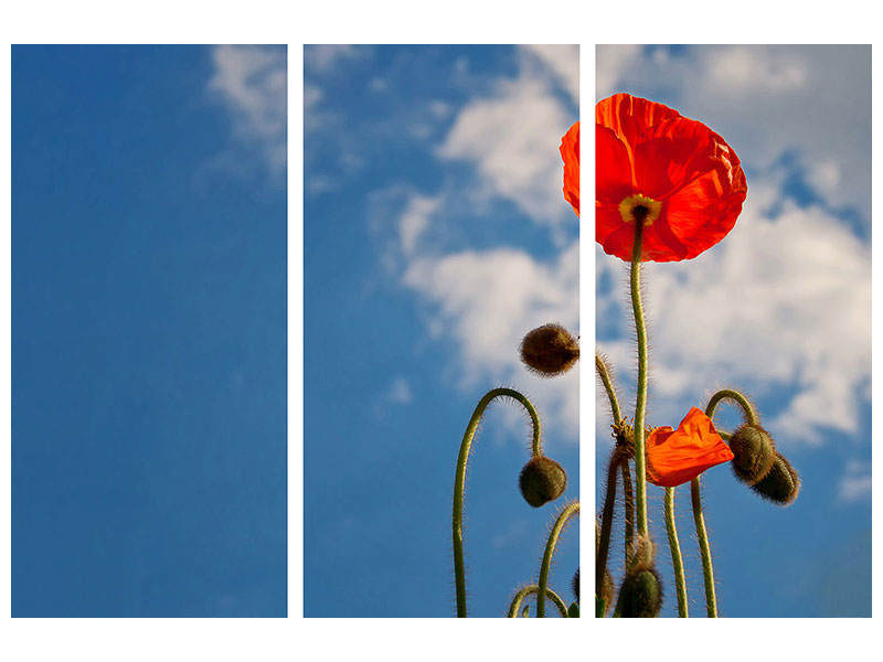 3-piece-canvas-print-gorgeous-poppy