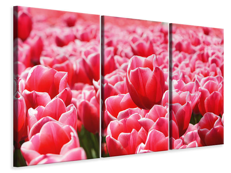 3-piece-canvas-print-happy-tulip-field