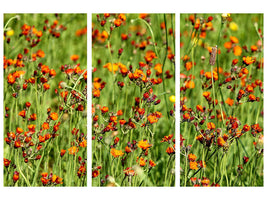 3-piece-canvas-print-hawkweeds