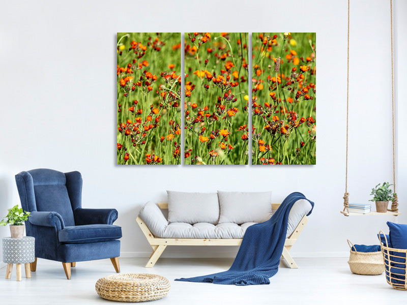 3-piece-canvas-print-hawkweeds