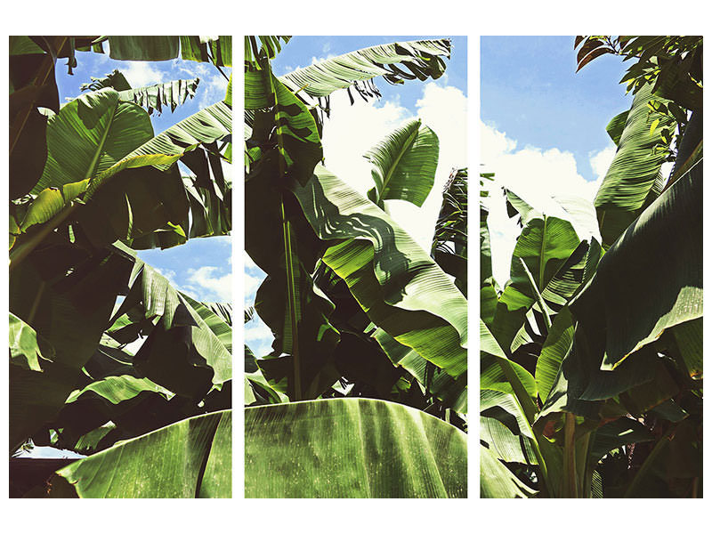 3-piece-canvas-print-in-the-middle-of-the-jungle