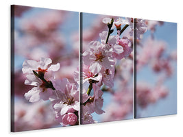 3-piece-canvas-print-japanese-cherry-tree-close-up