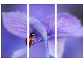 3-piece-canvas-print-ladybird-on-purple-hydrangea