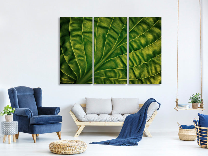 3-piece-canvas-print-leaf-of-a-hosta