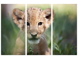 3-piece-canvas-print-lion-baby