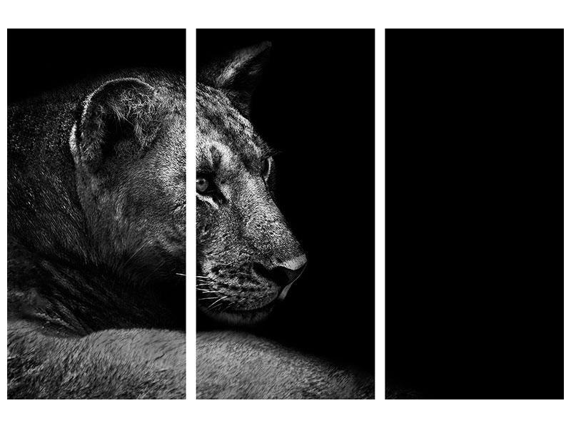 3-piece-canvas-print-lion