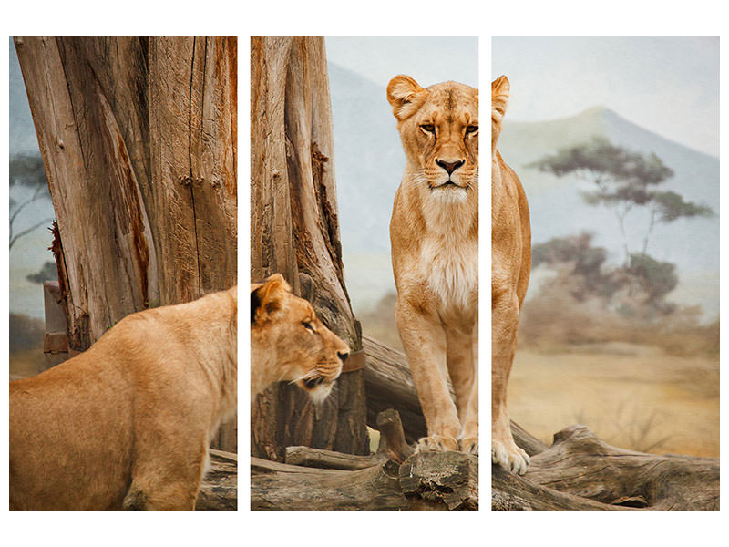 3-piece-canvas-print-lions-in-africa