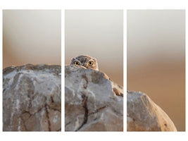 3-piece-canvas-print-little-owl