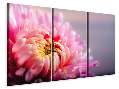 3-piece-canvas-print-macro-chrysanthemum