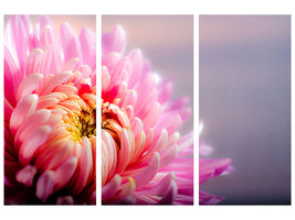 3-piece-canvas-print-macro-chrysanthemum