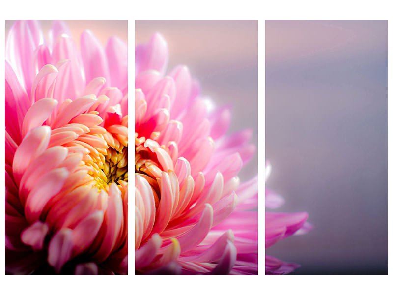 3-piece-canvas-print-macro-chrysanthemum