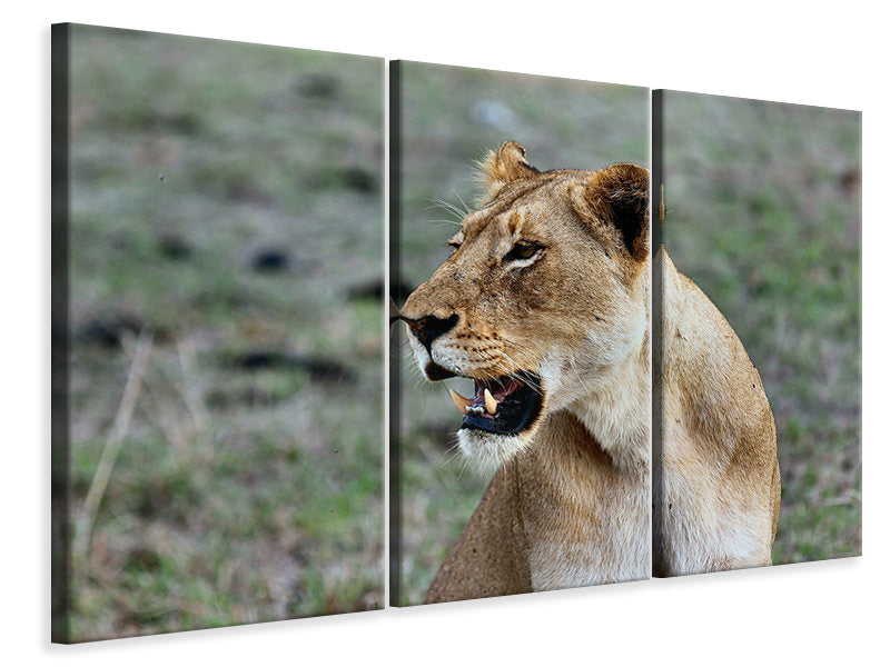 3-piece-canvas-print-magnificent-lioness