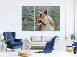 3-piece-canvas-print-magnificent-lioness