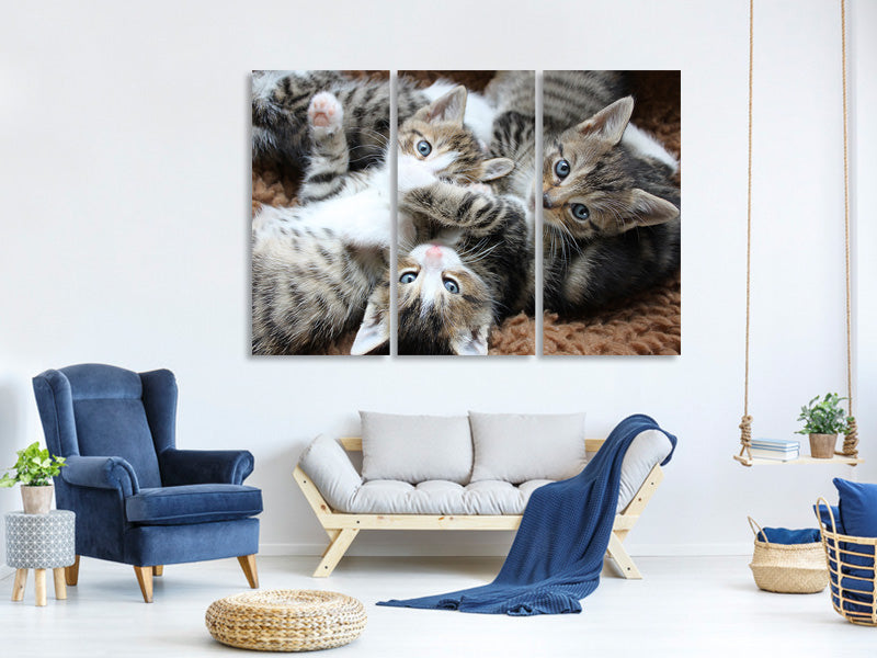 3-piece-canvas-print-many-kittens