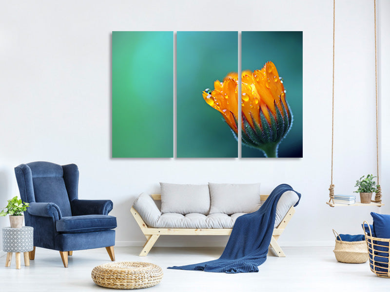 3-piece-canvas-print-marigold-in-morning-dew