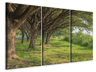 3-piece-canvas-print-mature-trees