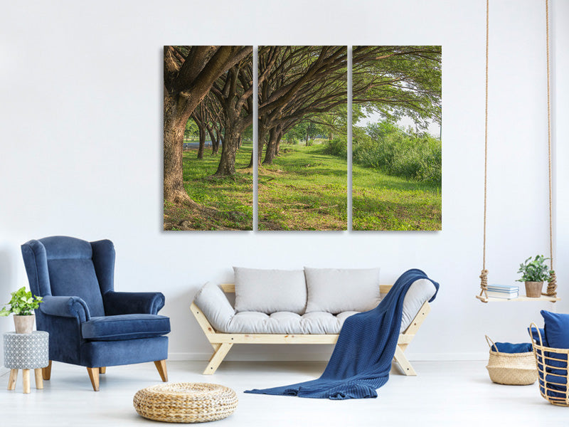 3-piece-canvas-print-mature-trees