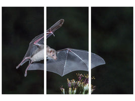 3-piece-canvas-print-nectar-at-night