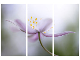 3-piece-canvas-print-nemorosa-ii