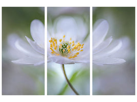 3-piece-canvas-print-nemorosa-nirvana