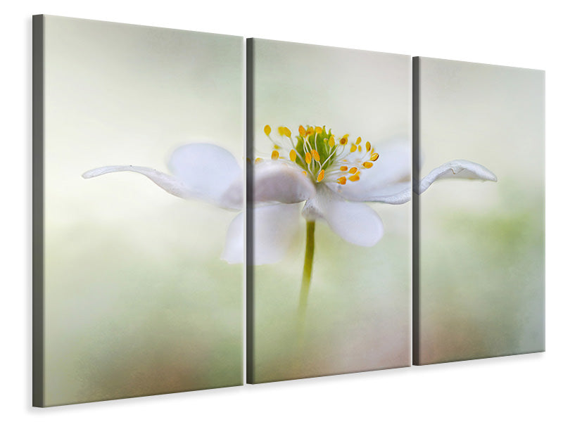 3-piece-canvas-print-nemorosa