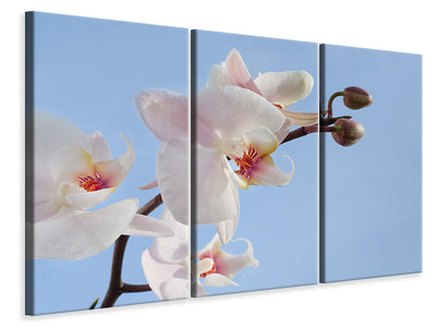 3-piece-canvas-print-orchid-in-the-sky