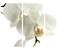 3-piece-canvas-print-orchids-bloom