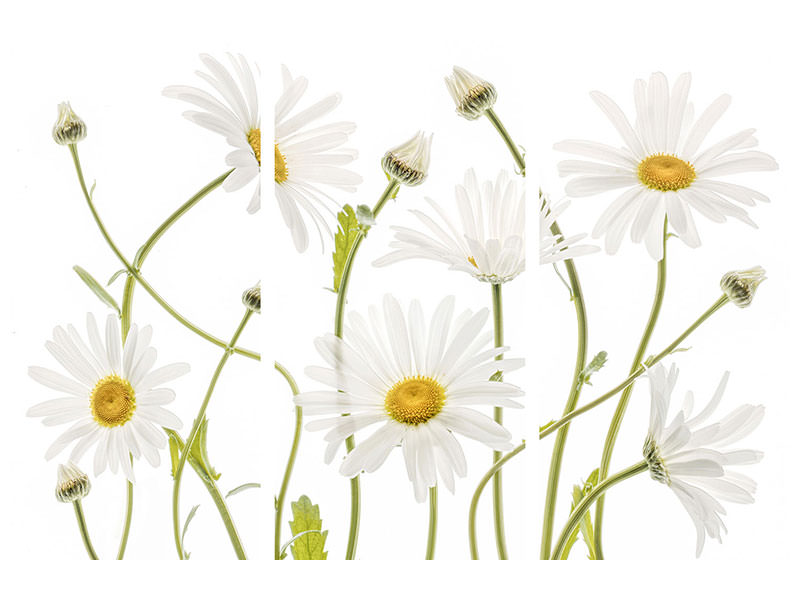 3-piece-canvas-print-ox-eye-daisies