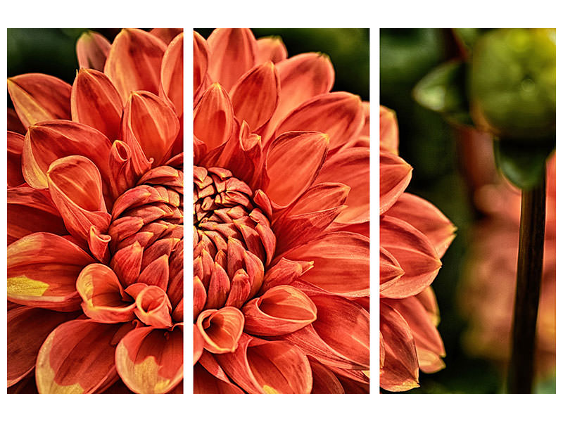 3-piece-canvas-print-painting-of-a-dahlia