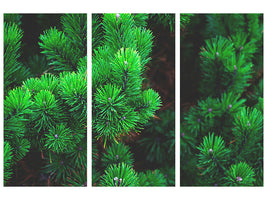 3-piece-canvas-print-pine-xl