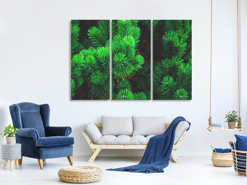 3-piece-canvas-print-pine-xl