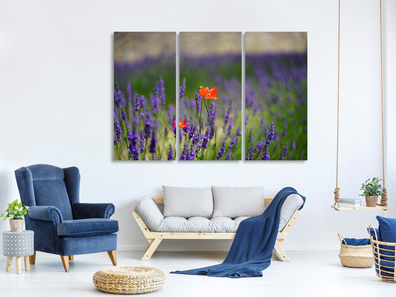 3-piece-canvas-print-poppy-in-the-lavender