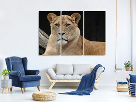 3-piece-canvas-print-proud-lioness