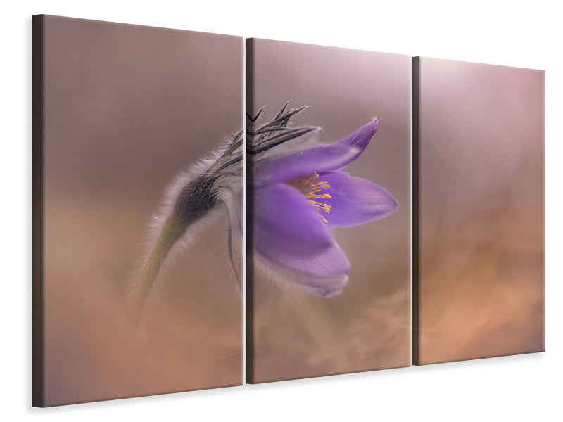 3-piece-canvas-print-pulsatilla-vulgaris