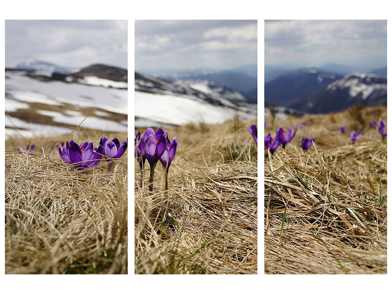 3-piece-canvas-print-purple-crocus