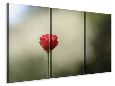 3-piece-canvas-print-red-poppy