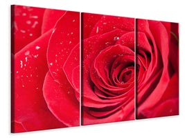 3-piece-canvas-print-red-rose-in-morning-dew