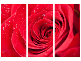 3-piece-canvas-print-red-rose-in-morning-dew