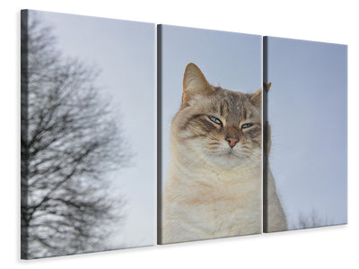 3-piece-canvas-print-relaxed-cat-in-the-nature