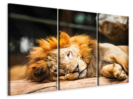 3-piece-canvas-print-relaxed-lion