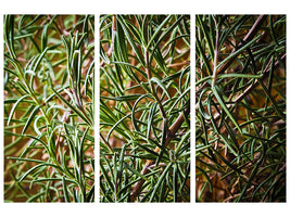 3-piece-canvas-print-rosemary-xxl