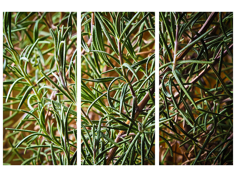 3-piece-canvas-print-rosemary-xxl