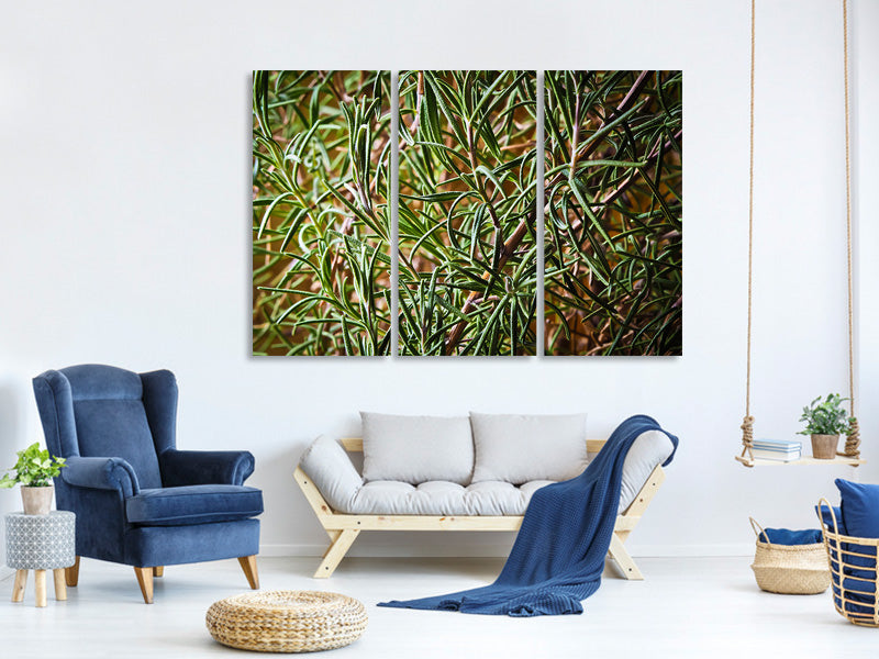 3-piece-canvas-print-rosemary-xxl