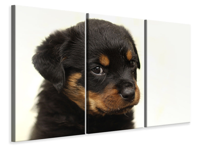 3-piece-canvas-print-rottweiler-puppy-to-fall-in-love