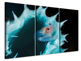 3-piece-canvas-print-shrimp-in-a-blue-sponge