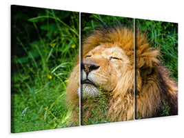 3-piece-canvas-print-sleeping-lion