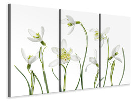 3-piece-canvas-print-spring-snowdrops